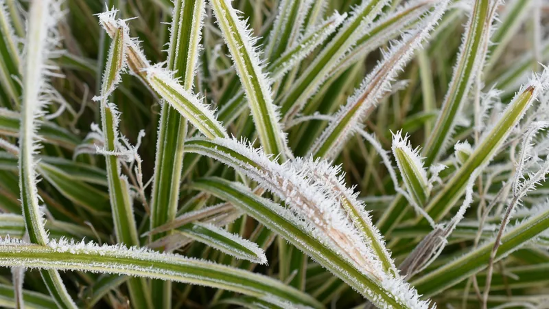 Назван регион Казахстана, в котором ожидаются заморозки в пятницу