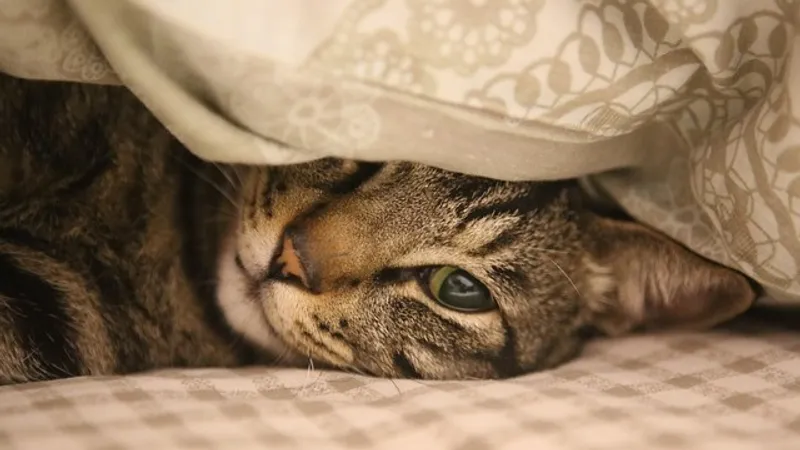 Какие продукты могут вызвать бессонницу