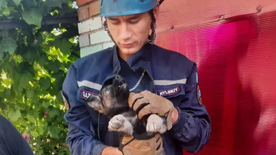 спасатели помогли щенку, фото - Новости Zakon.kz от 05.09.2025 20:11