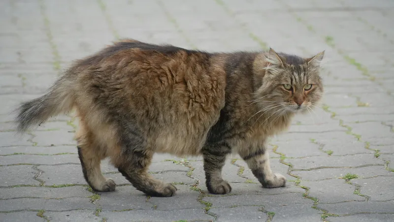 Почему кошки пакостят: развеян популярный миф