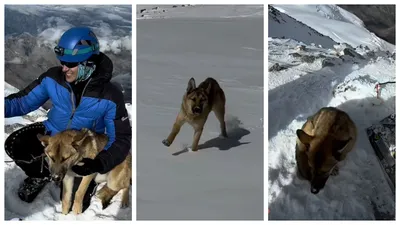 Бездомный пес покорил Эльбрус, фото - Новости Zakon.kz от 06.09.2025 15:56