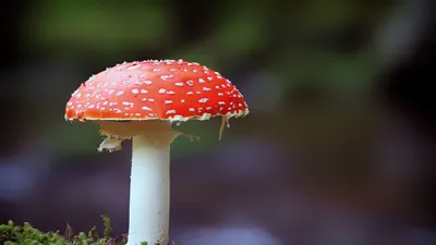 гриб, фото - Новости Zakon.kz от 06.09.2025 17:53