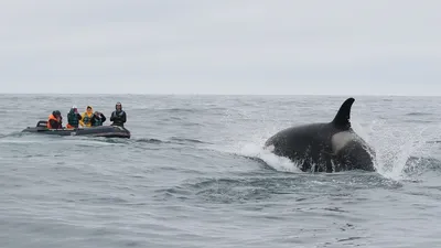 Спасение детеныша касатки на Камчатке, фото - Новости Zakon.kz от 08.09.2025 07:20