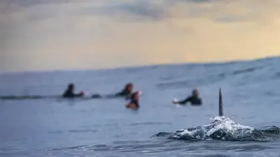 Серфингисты, акула, океан, фото - Новости Zakon.kz от 07.09.2025 06:40