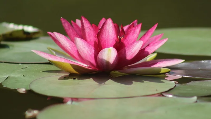 Гороскоп на 8 cентября: отпускайте лишнее