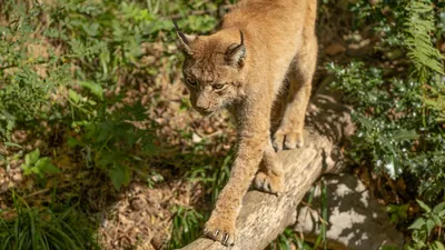 рысь, барсук, норма, видео, заповедник в Павлодарской области, фото - Новости Zakon.kz от 08.09.2025 10:35
