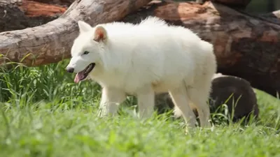 воскрешенный лютоволк, фото - Новости Zakon.kz от 08.09.2025 14:40