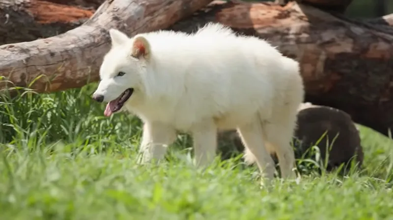 Как сейчас выглядят воскрешенные почти год назад лютоволки