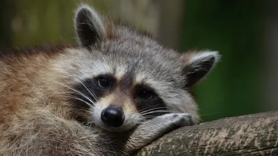 медсестра спасла пьяного енота в США, фото - Новости Zakon.kz от 08.09.2025 22:10