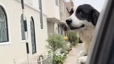 собака спасла семью журналиста в Перу, фото - Новости Zakon.kz от 09.09.2025 00:21