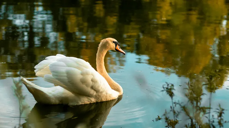 "Пытались задушить": секьюрити лебедей в ботсаду Алматы покорил соцсети