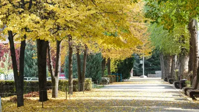 Осень, осенняя погода, желтые листья, листопад, осенний сезон, осенний парк, парк осенью, фото - Новости Zakon.kz от 23.09.2025 13:56