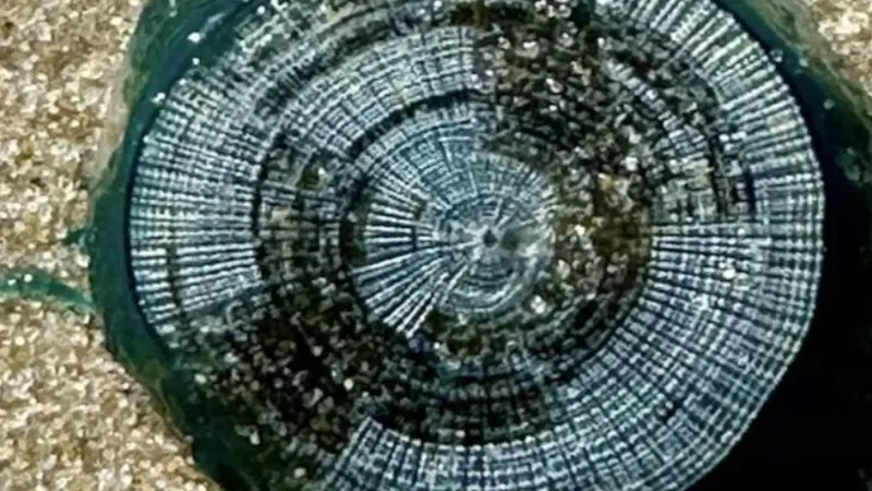 Странные "синие пуговицы" вынесло на туристические пляжи