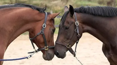 Из Китая в Астану на лошадях, фото - Новости Zakon.kz от 10.09.2025 03:04