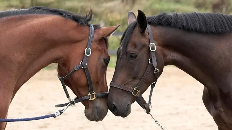 Современные Кыз Жибек и Толеген отправились на лошадях из Китая в Астану