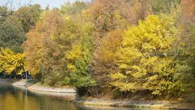 Осень, осенняя погода, желтые листья, листопад, осенний сезон, осенний парк, парк осенью, сурет - Zakon.kz жаңалық 02.10.2025 16:06