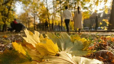 Осень, осенняя погода, желтые листья, листопад, осенний сезон, осенний парк, парк осенью, фото - Новости Zakon.kz от 18.09.2025 14:05