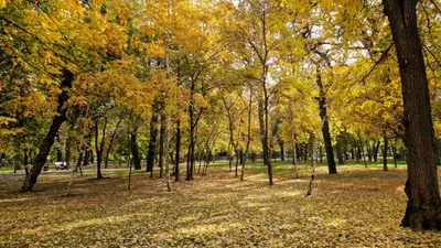 Осень, осенняя погода, желтые листья, листопад, осенний сезон, осенний парк, парк осенью, сурет - Zakon.kz жаңалық 21.11.2025 14:32