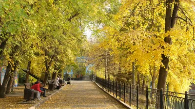 Осень, осенняя погода, желтые листья, листопад, осенний сезон, осенний парк, парк осенью, сурет - Zakon.kz жаңалық 25.11.2025 16:58