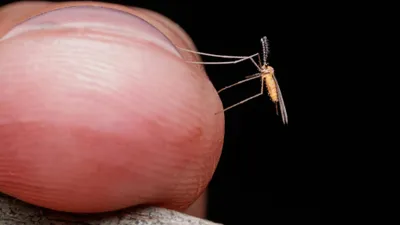 комар кусает палец, фото - Новости Zakon.kz от 10.09.2025 16:03