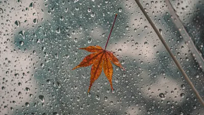 желтый лист, окно, капли дождя, фото - Новости Zakon.kz от 10.09.2025 16:59