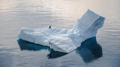Льды, океан, тюлени, фото - Новости Zakon.kz от 11.09.2025 02:40
