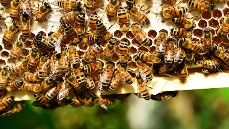 Магазин канадской пасечницы атаковали тысячи пчел