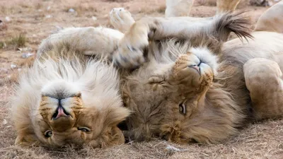 Животные, прайд, кошки, зоопарк, фото - Новости Zakon.kz от 11.09.2025 05:59