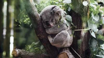 коал в Австралии планируют массово вакцинировать от хламидиоза, фото - Новости Zakon.kz от 12.09.2025 20:32