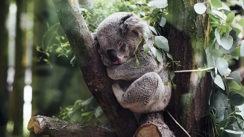 Коал в Австралии будут массово вакцинировать от хламидиоза