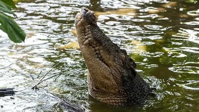 крокодил съел пенсионера в Малайзии, фото - Новости Zakon.kz от 14.09.2025 18:12