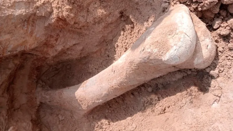 кость мамонта, фото - Новости Zakon.kz от 15.09.2025 14:09