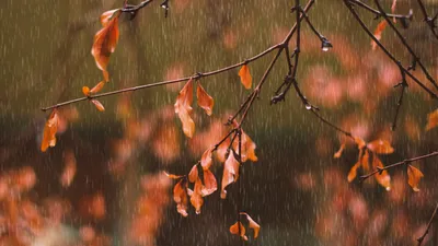 капли дождя, ветки, листья, фото - Новости Zakon.kz от 15.09.2025 13:59