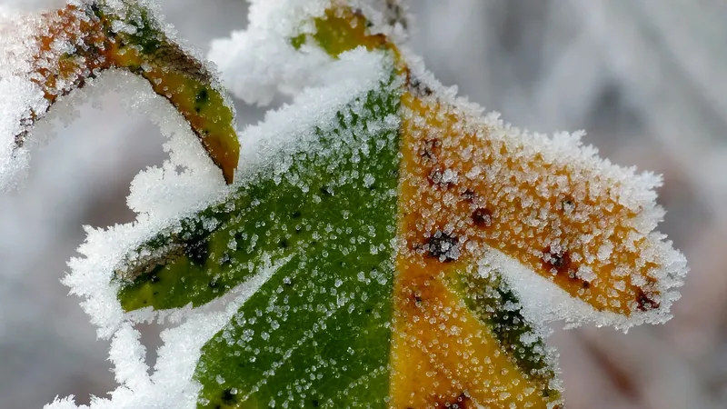 Заморозки до -1°C обрушатся на три области Казахстана во вторник