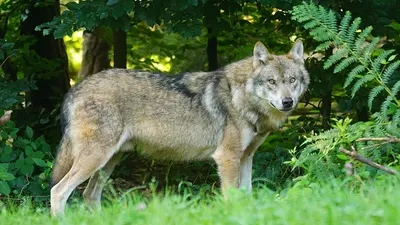 волк утащил в лес и убил пятилетнюю девочку в Индии, фото - Новости Zakon.kz от 16.09.2025 21:01