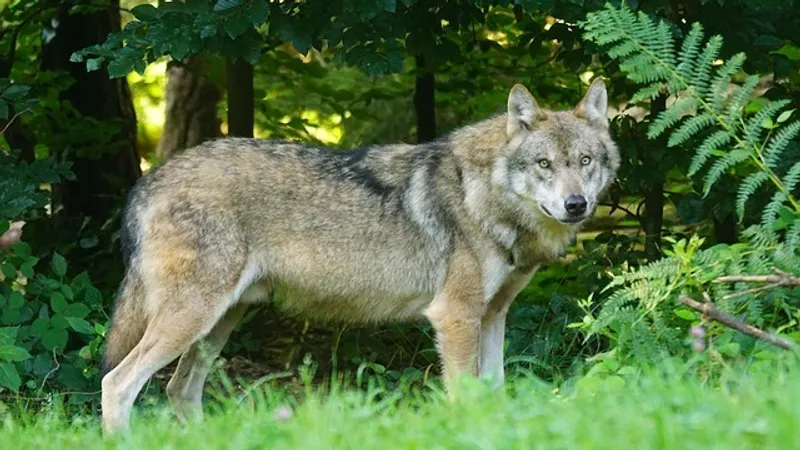 На глазах матери волк утащил в лес и убил пятилетнюю девочку в Индии