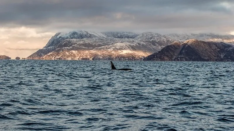 Косатки намеренно атаковали и потопили яхту с пассажирами на борту в водах Португалии