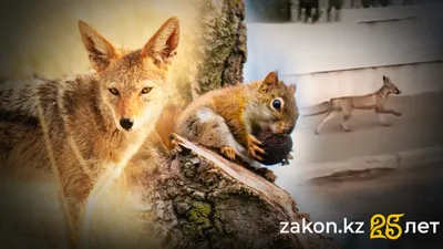 Дикие животные, корсаки, белки, хорьки, шакалы, Актау, фото - Новости Zakon.kz от 17.09.2025 16:13