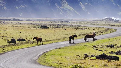 лошади без хозяина, фото - Новости Zakon.kz от 17.09.2025 19:15