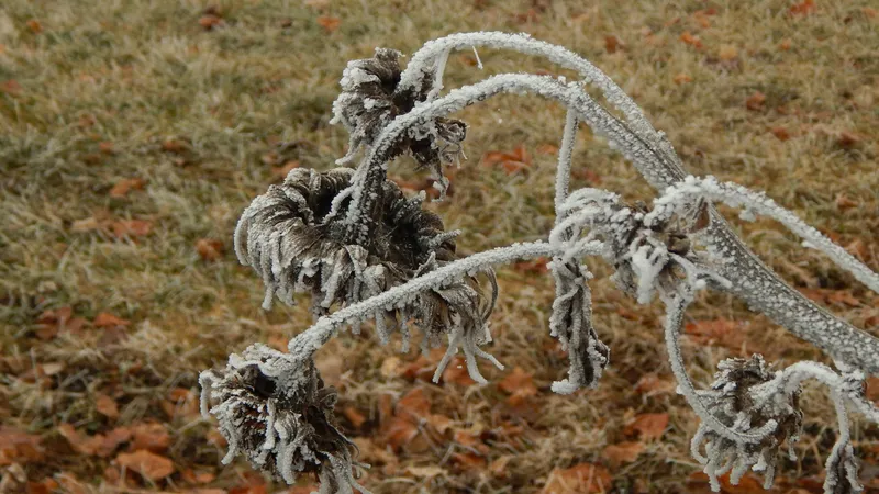 Заморозки до -2°C надвигаются на одну область Казахстана