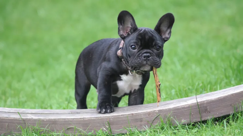 6 пород собак для тех, кто не любит много двигаться