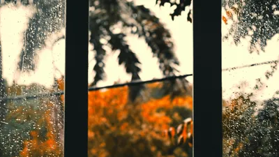 вид из окна, капли дождя, деревья, фото - Новости Zakon.kz от 18.09.2025 18:00