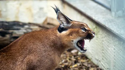 каракал, кошки, фото - Новости Zakon.kz от 19.09.2025 16:17