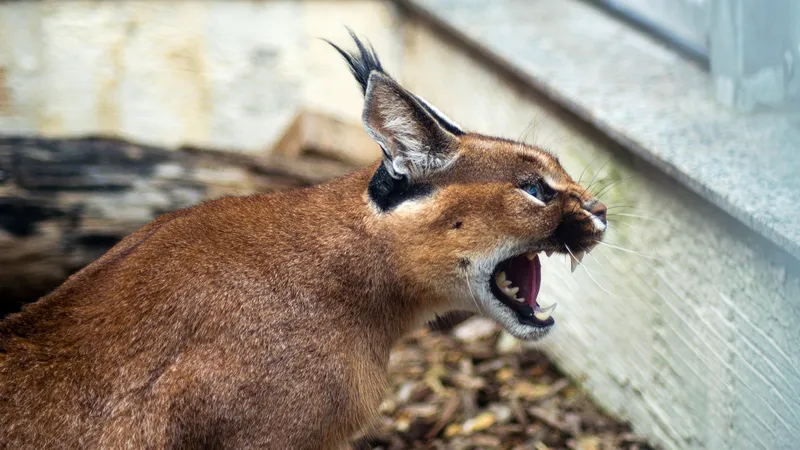 Черноногая и ржавая: самые смертоносные и малоизвестные кошки планеты