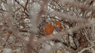 дерево, ветки, желтые листья, заморозки, фото - Новости Zakon.kz от 19.09.2025 17:06