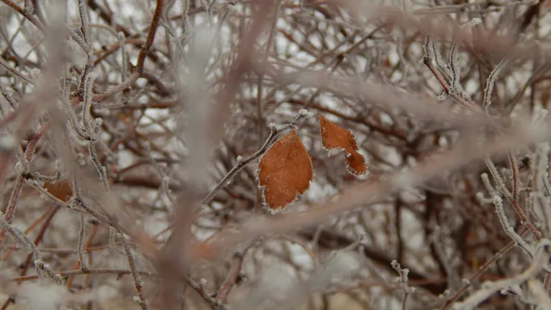 Назван регион Казахстана, на который 20 сентября обрушатся заморозки до -1°С