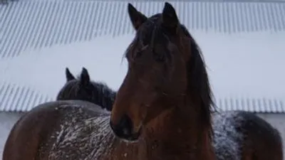 Лошади Бескарагайского района победили на выставке, фото - Новости Zakon.kz от 22.09.2025 04:30