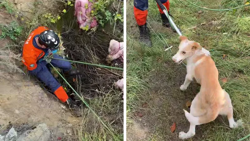 Операция по спасению собаки в Сарани попала на видео