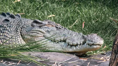 крокодил утащил мужчину под воду на глазах у его отца, фото - Новости Zakon.kz от 22.09.2025 23:02