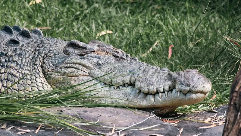 Крокодил съел взрослого мужчину на глазах пожилого отца в Малайзии